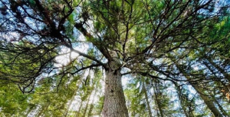 Уникальный кедр из Ханты-Мансийска претендует на звание «Дерево года» в России!.